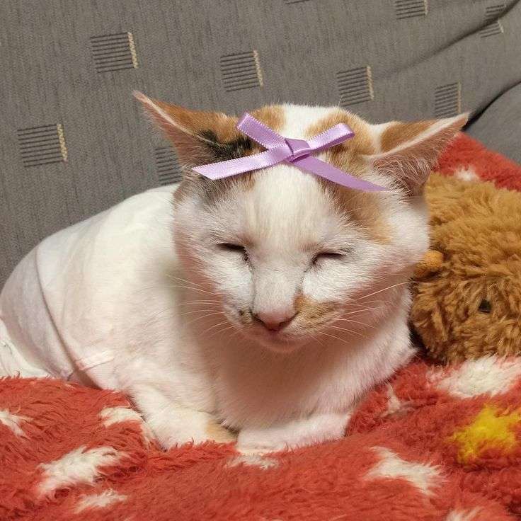 がるちゃん猫カフェ119号店開店しました♪(初めての方も大歓迎♪)