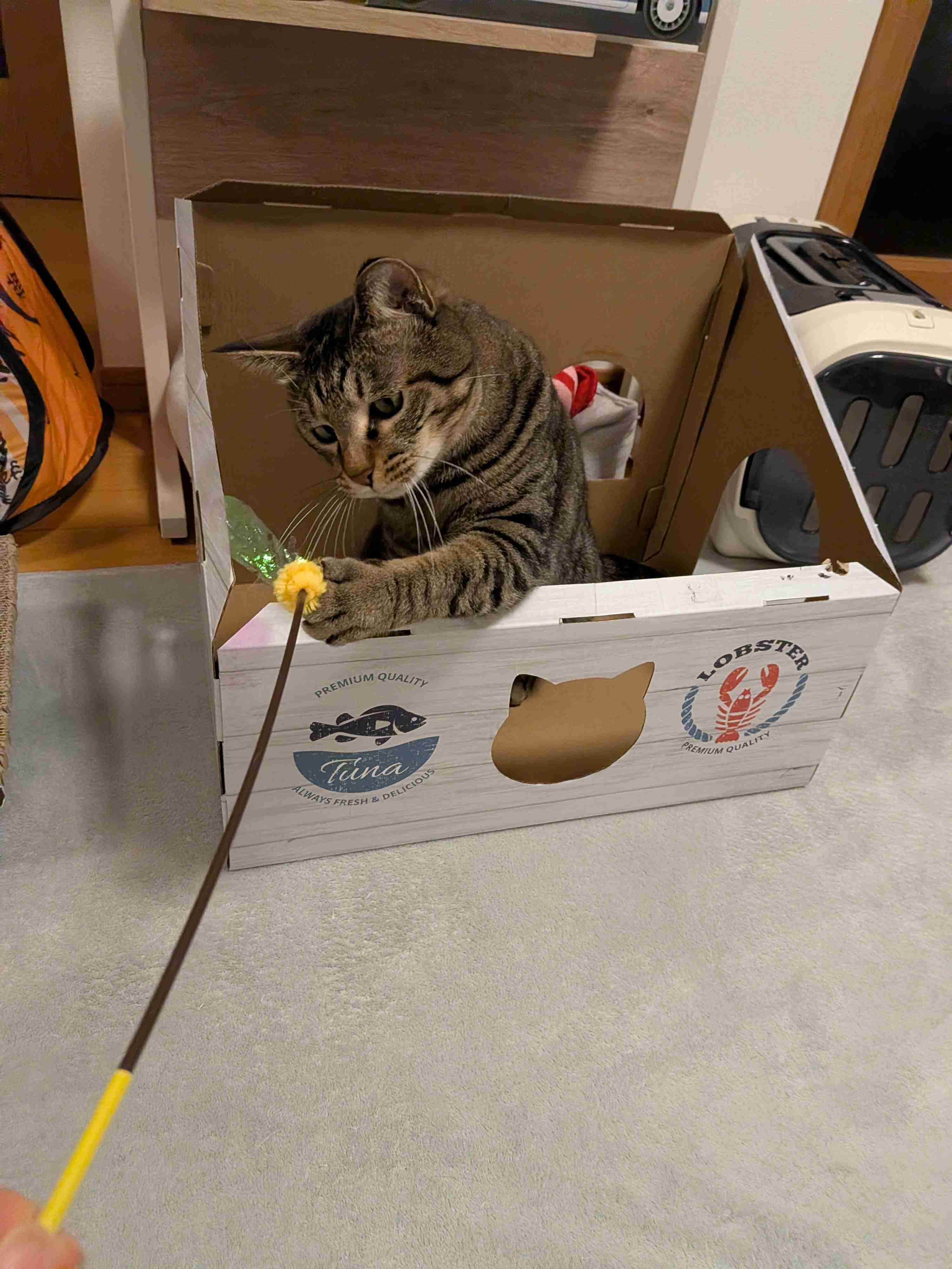 がるちゃん猫カフェ119号店開店しました♪(初めての方も大歓迎♪)