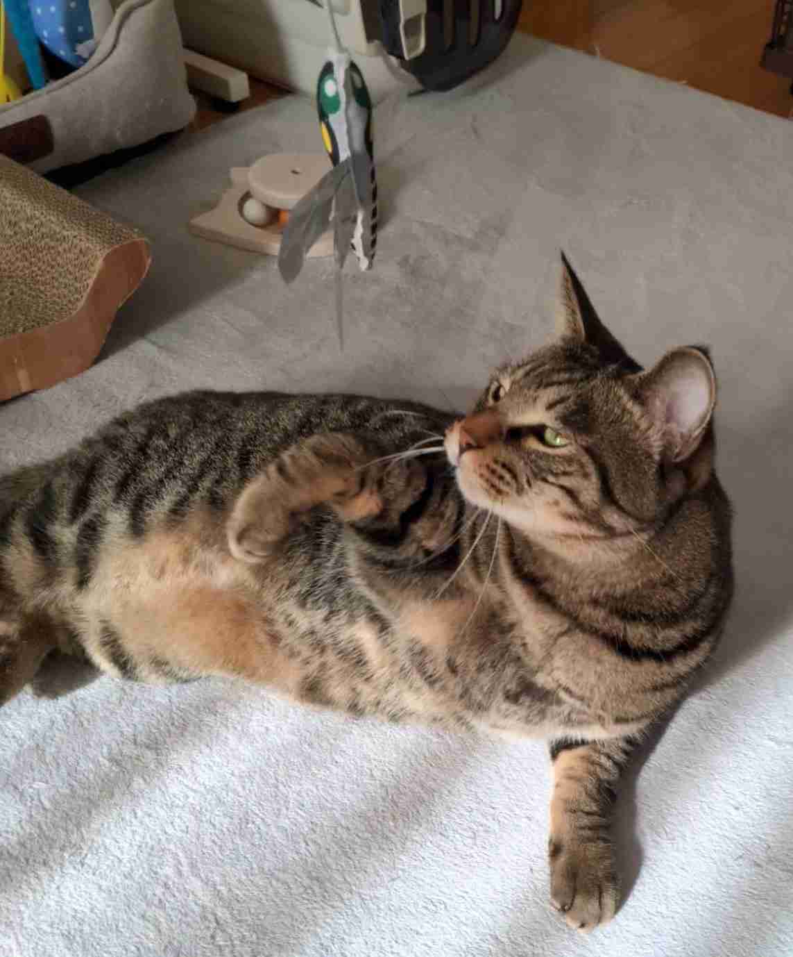 がるちゃん猫カフェ119号店開店しました♪(初めての方も大歓迎♪)