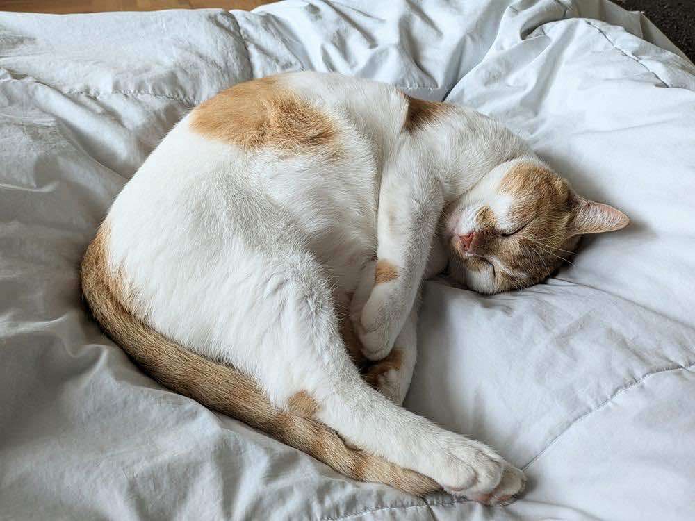 がるちゃん猫カフェ119号店開店しました♪(初めての方も大歓迎♪)