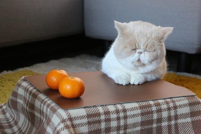 がるちゃん猫カフェ119号店開店しました♪(初めての方も大歓迎♪)