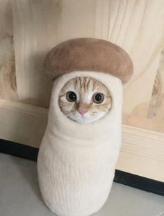 がるちゃん猫カフェ119号店開店しました♪(初めての方も大歓迎♪)