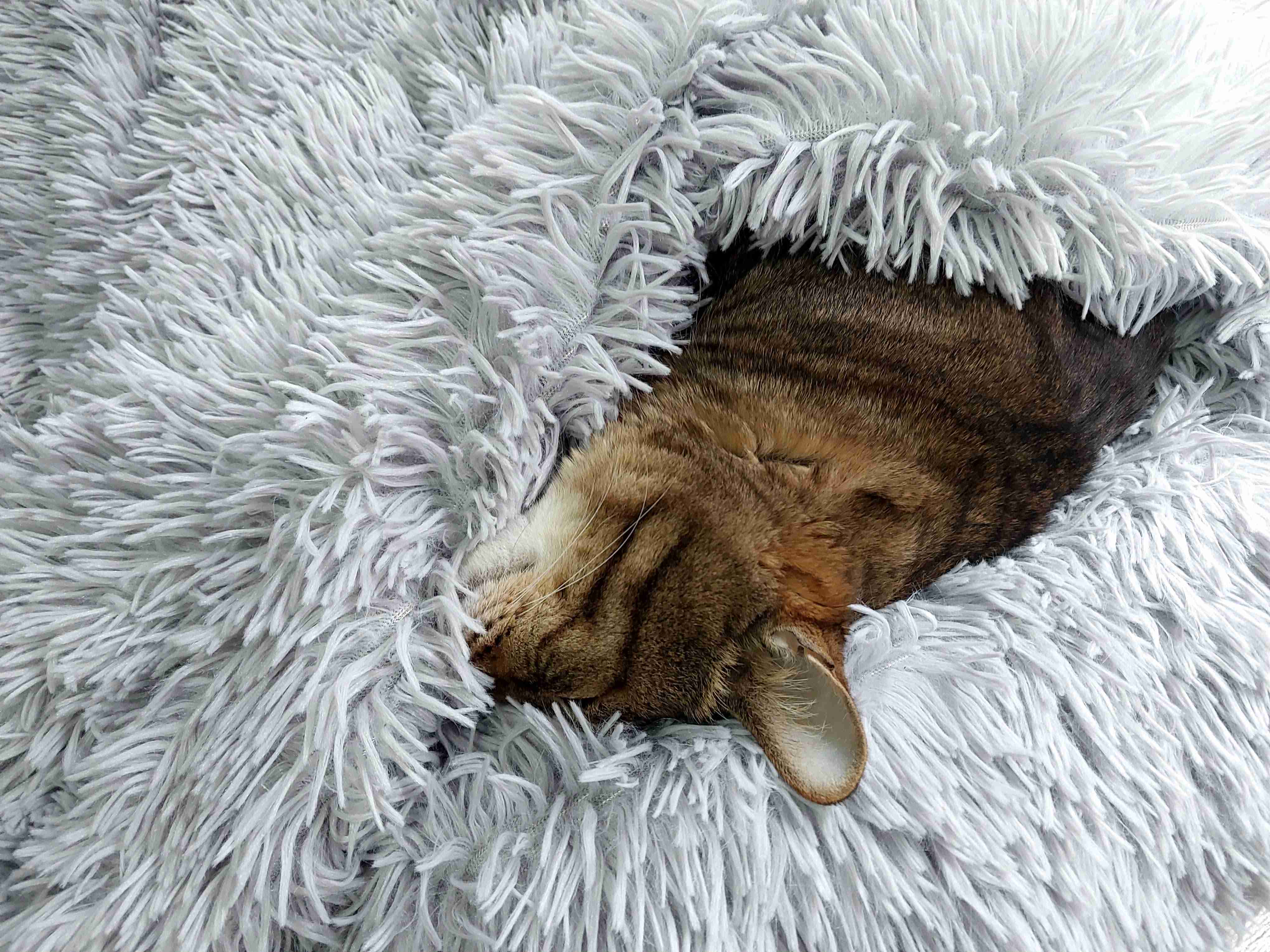 がるちゃん猫カフェ119号店開店しました♪(初めての方も大歓迎♪)