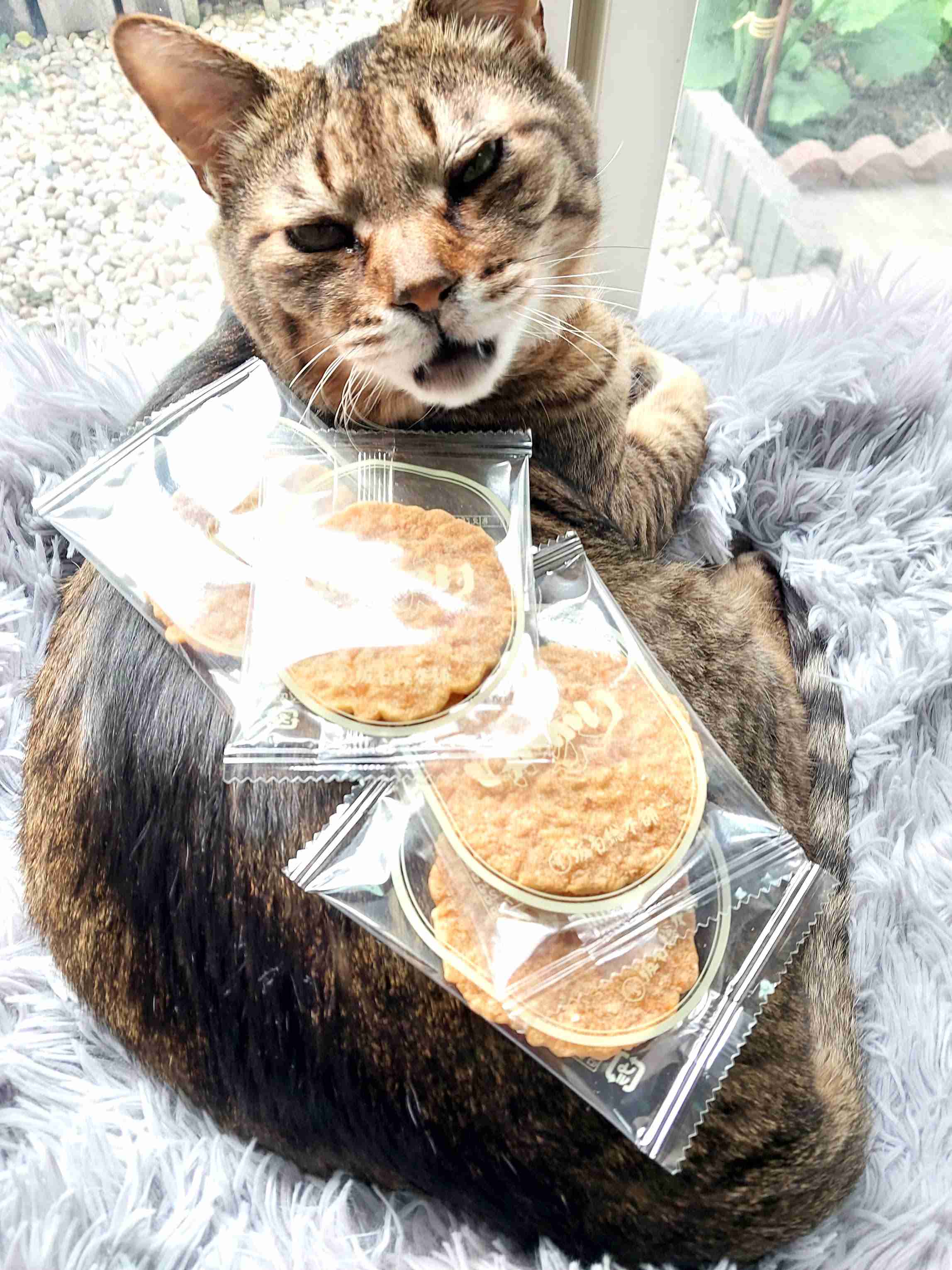 がるちゃん猫カフェ119号店開店しました♪(初めての方も大歓迎♪)