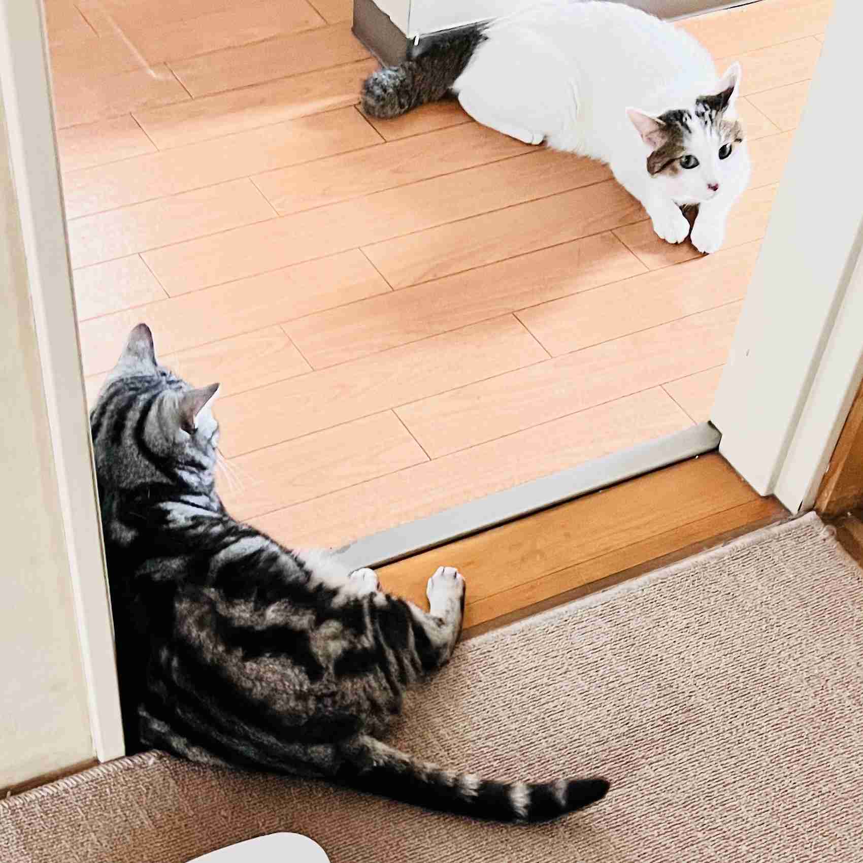 がるちゃん猫カフェ119号店開店しました♪(初めての方も大歓迎♪)