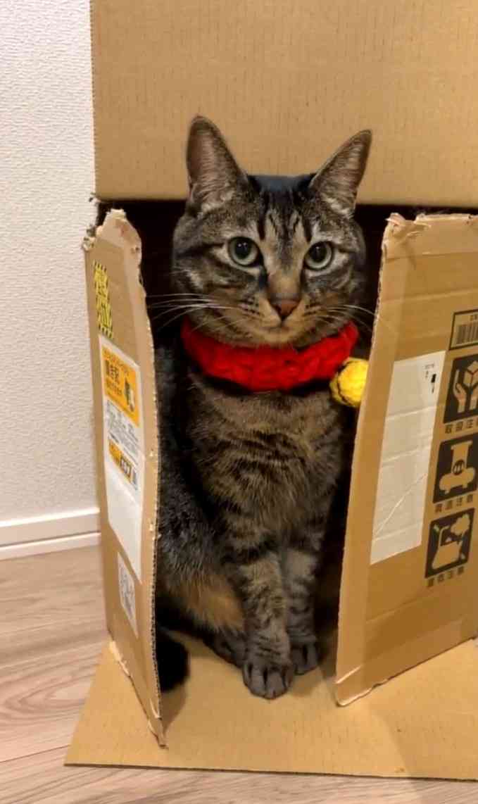 がるちゃん猫カフェ119号店開店しました♪(初めての方も大歓迎♪)