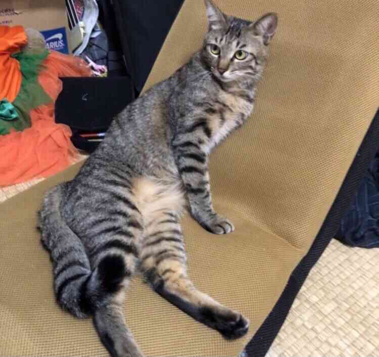 【飼い猫】猫らしくないところありますか？