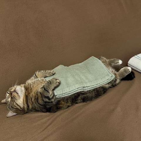【飼い猫】猫らしくないところありますか？