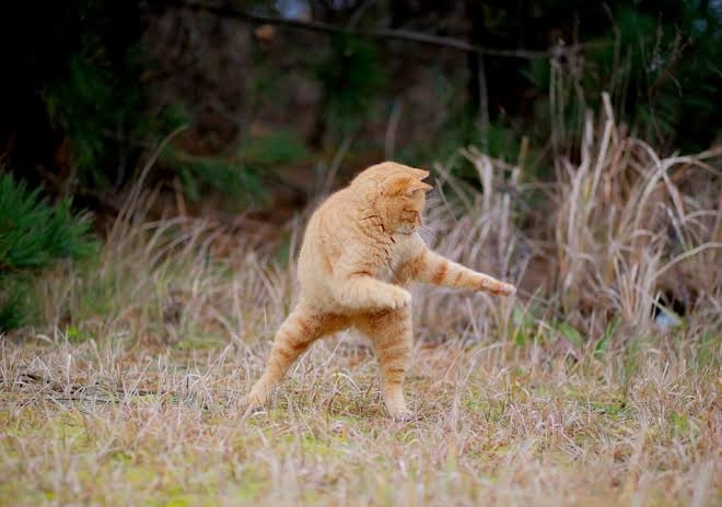 【飼い猫】猫らしくないところありますか？