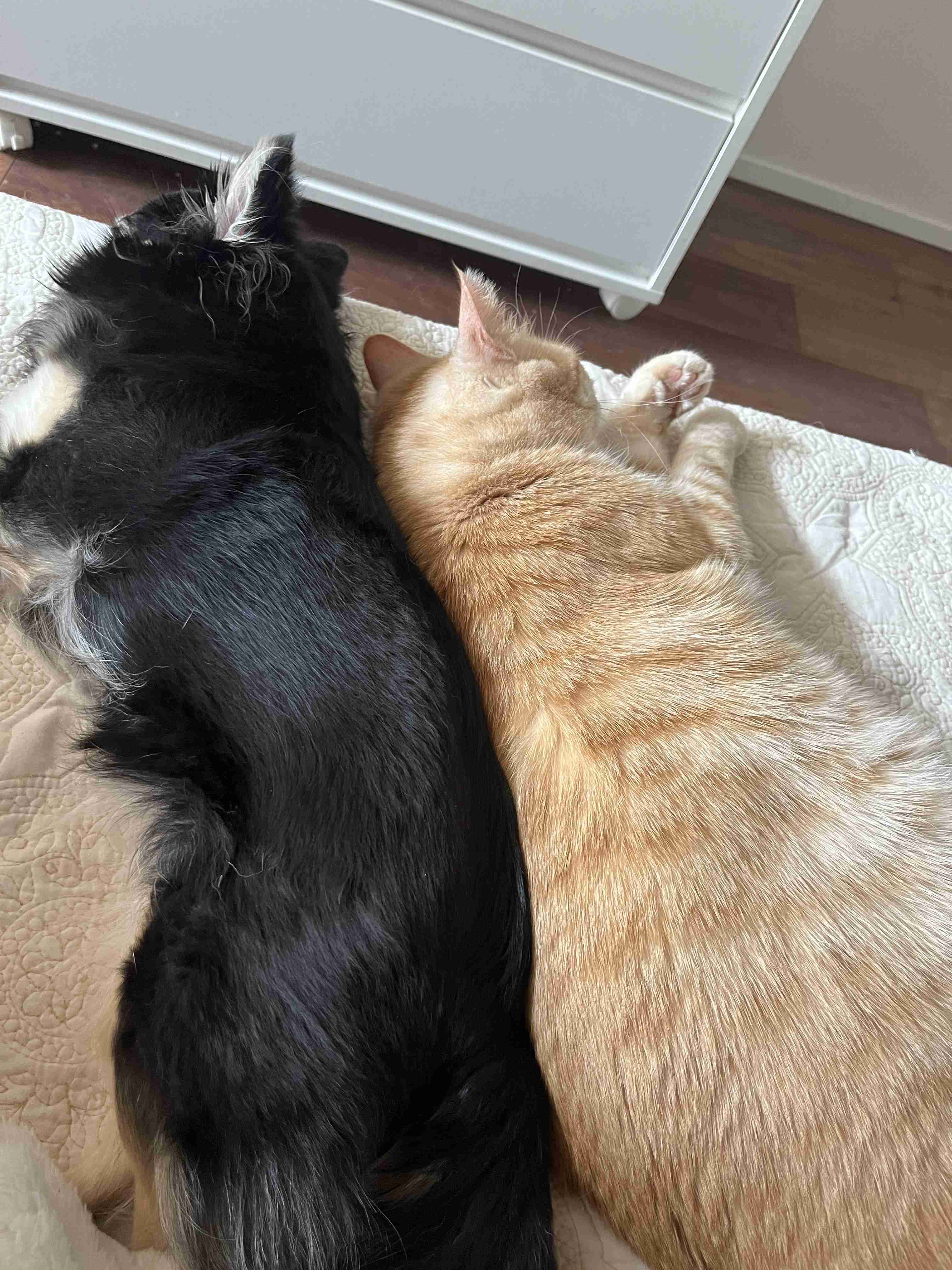【飼い猫】猫らしくないところありますか？