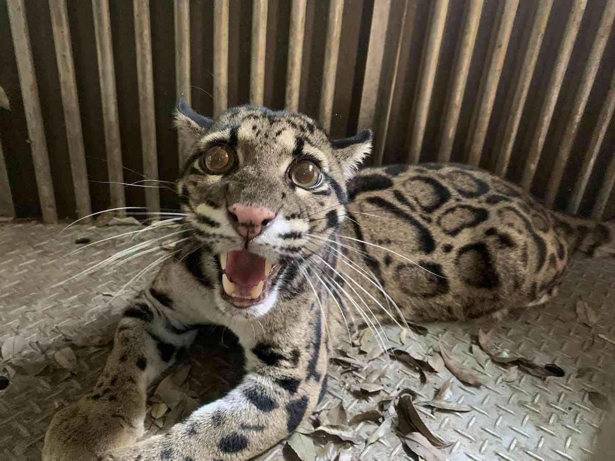 【飼い猫】猫らしくないところありますか？