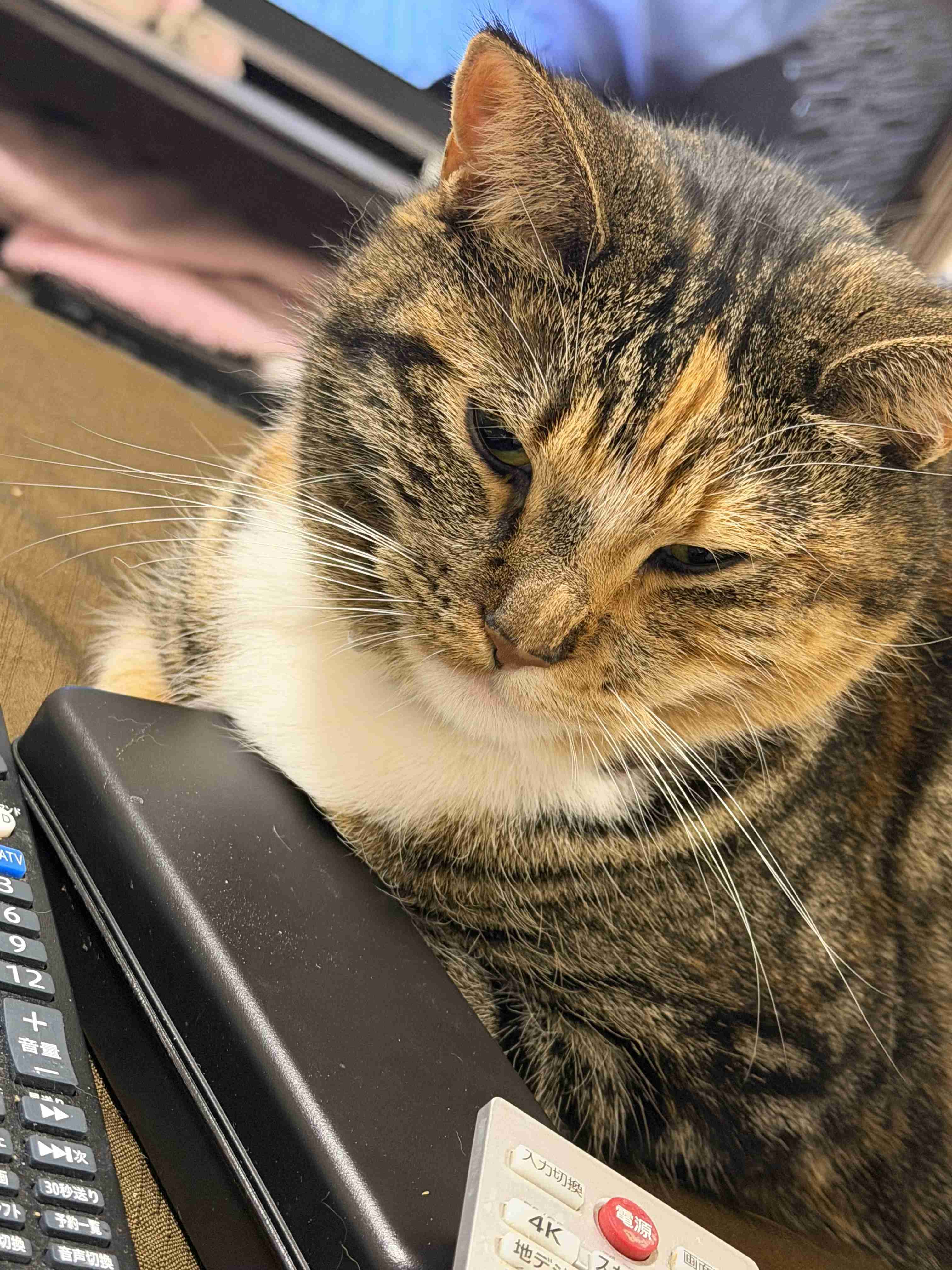 【飼い猫】猫らしくないところありますか？