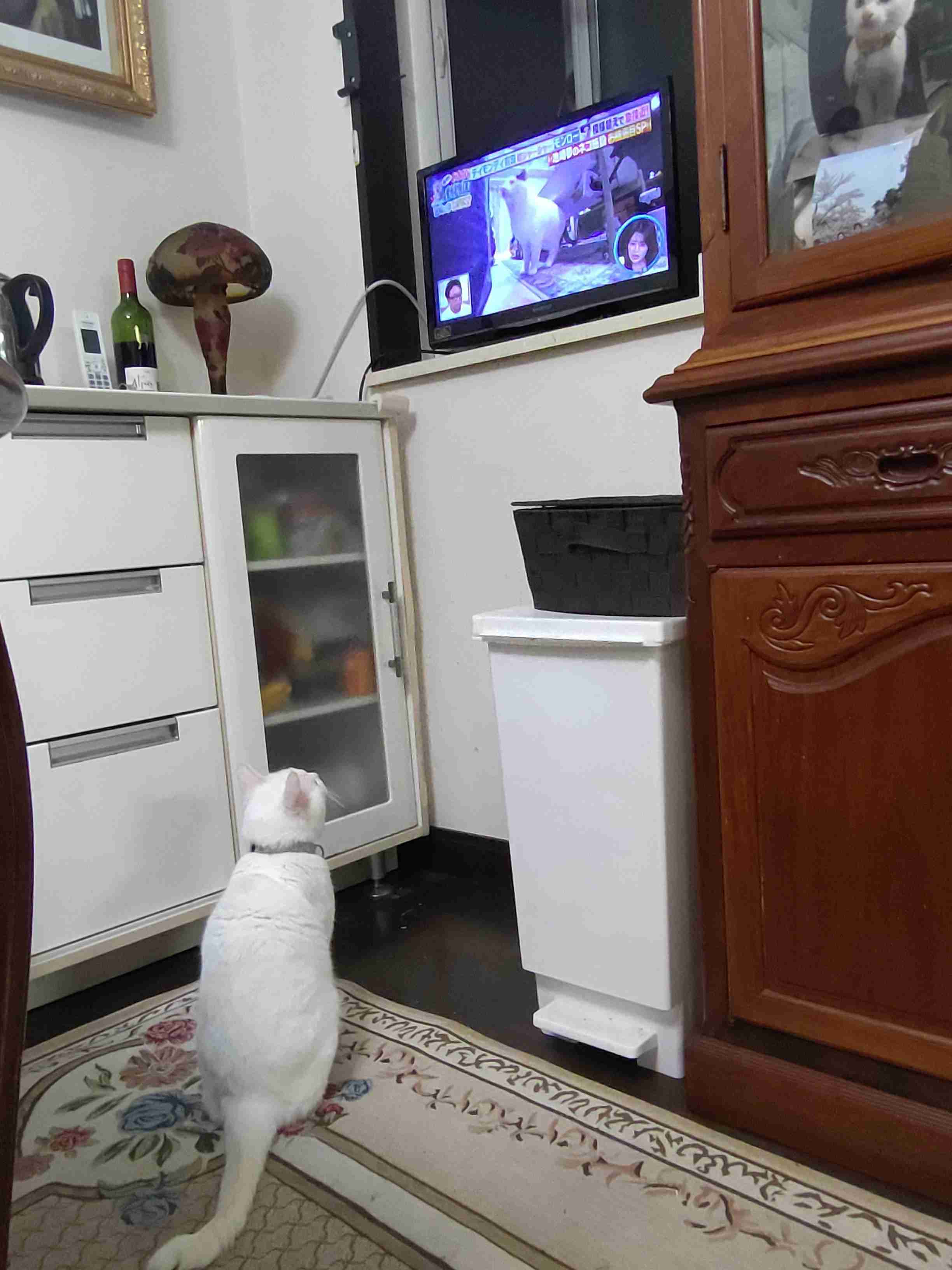 【飼い猫】猫らしくないところありますか？