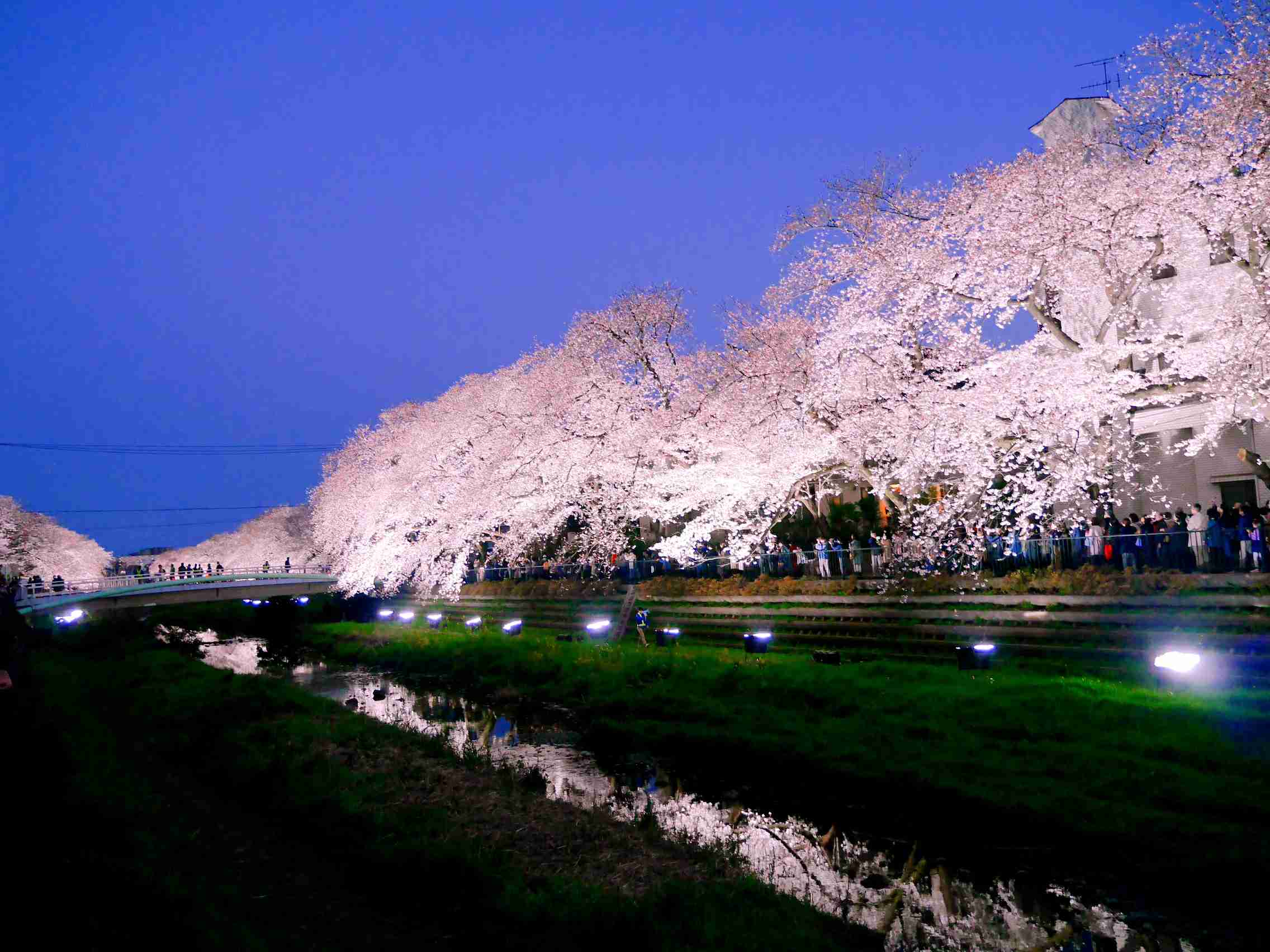 お花見って好き？