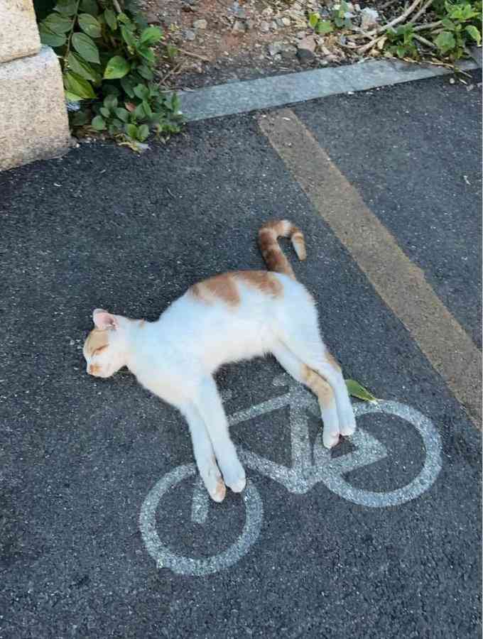 偶然こうなったの？と思った画像を貼っていくトピ