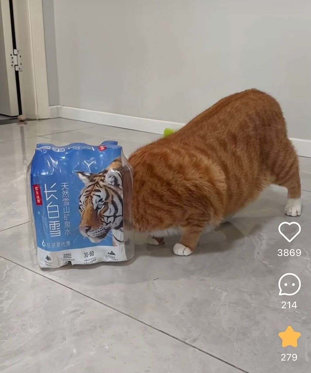 偶然こうなったの？と思った画像を貼っていくトピ