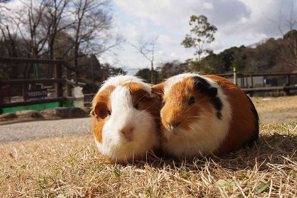 【動物園・水族館】好きな生き物を教えて