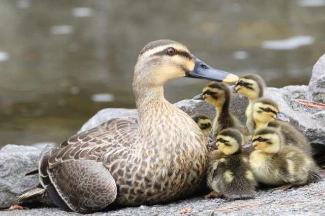 【動物園・水族館】好きな生き物を教えて