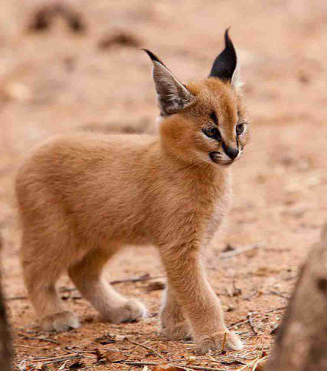【動物園・水族館】好きな生き物を教えて