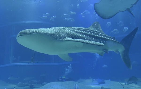 【動物園・水族館】好きな生き物を教えて