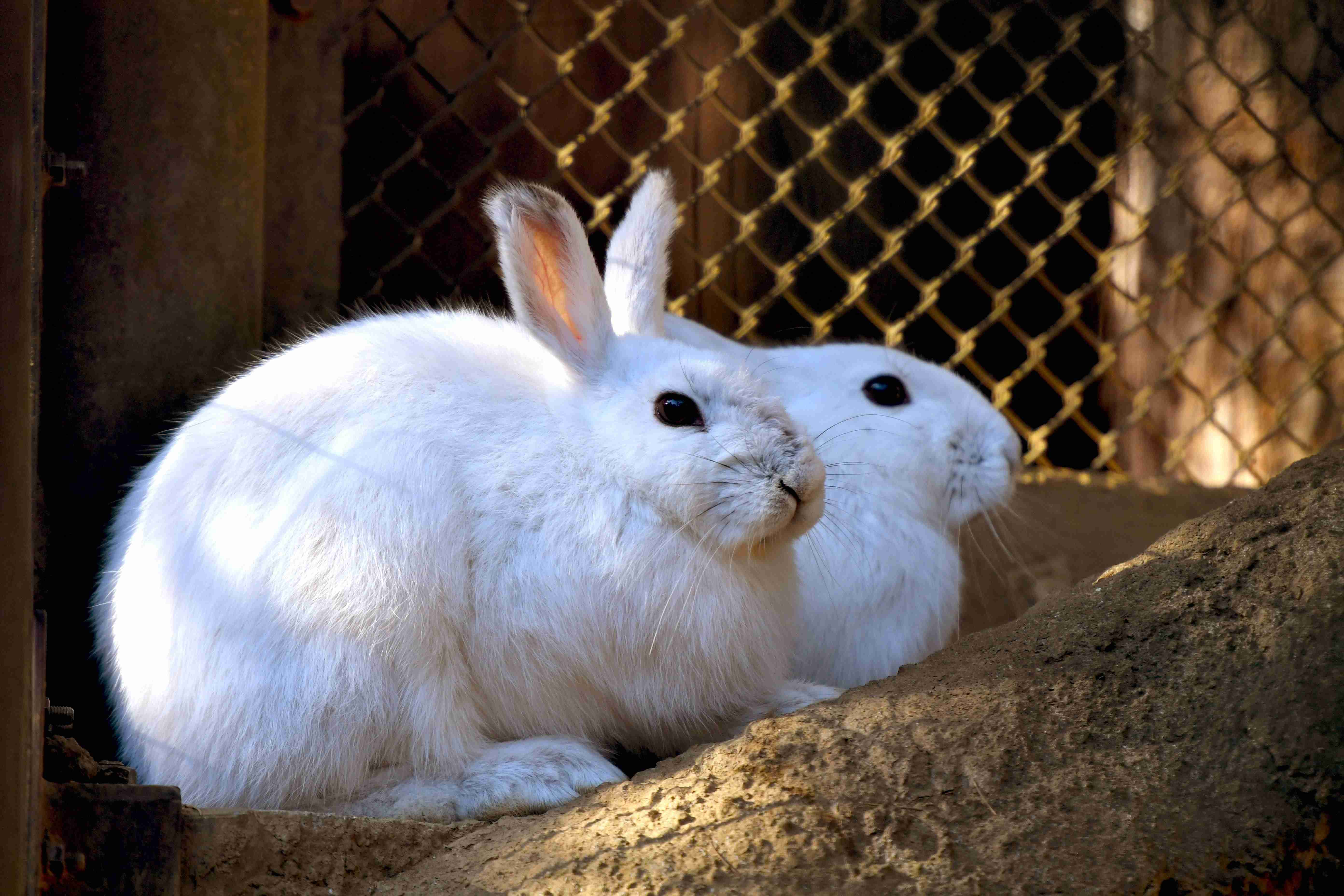 【動物園・水族館】好きな生き物を教えて