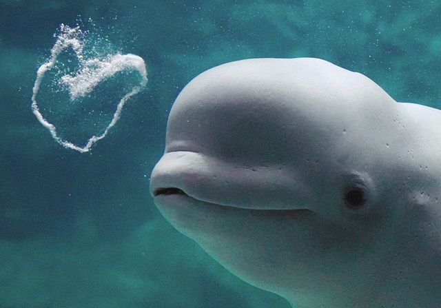 【動物園・水族館】好きな生き物を教えて