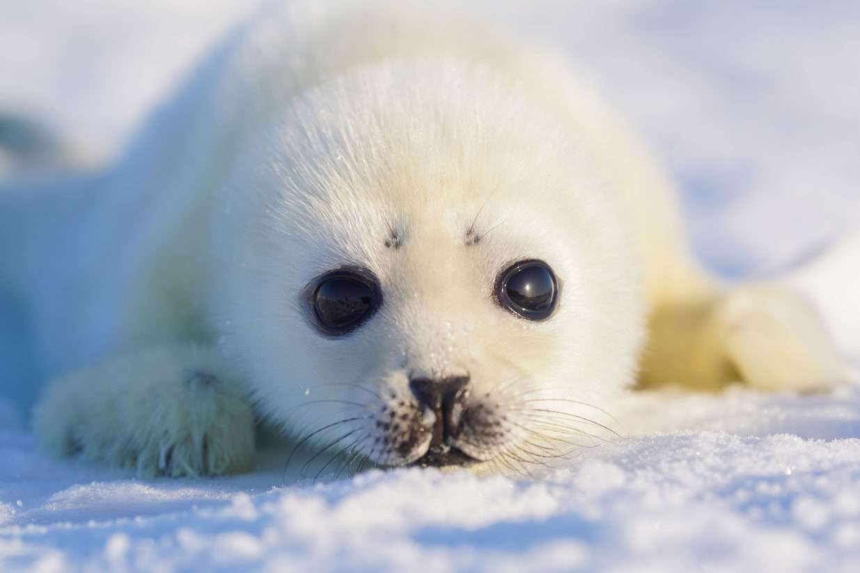 【動物園・水族館】好きな生き物を教えて