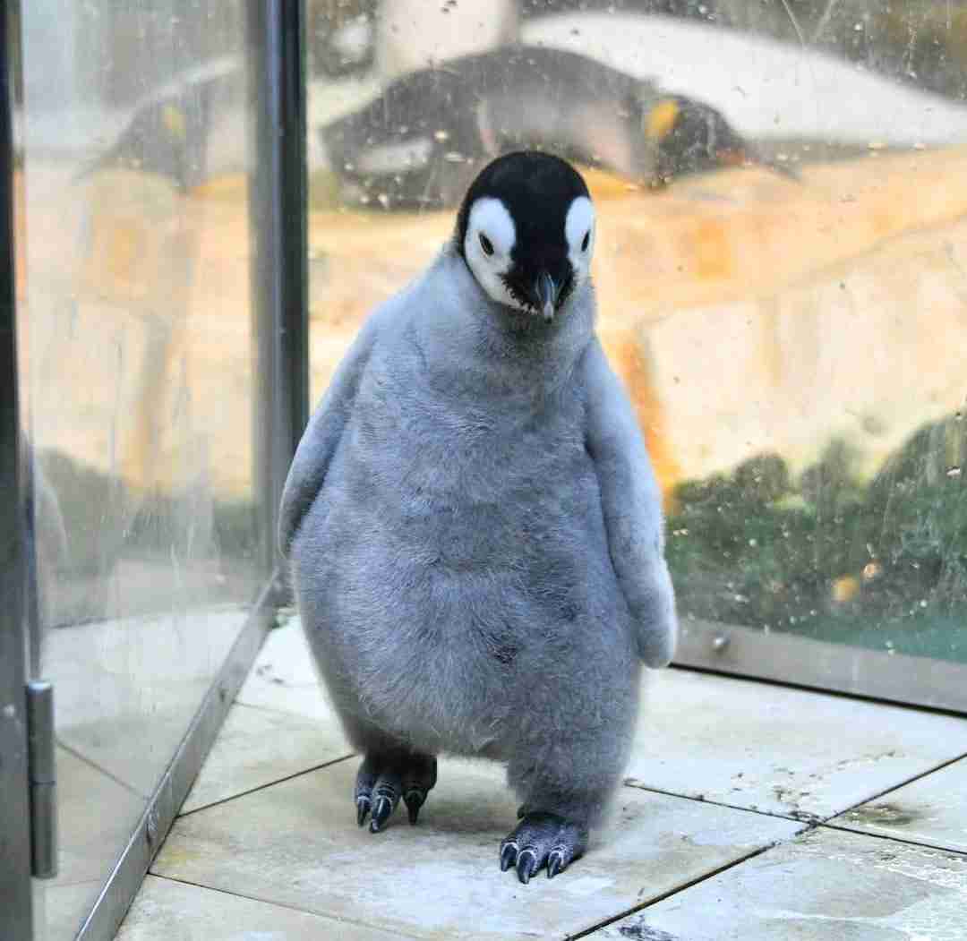 【動物園・水族館】好きな生き物を教えて