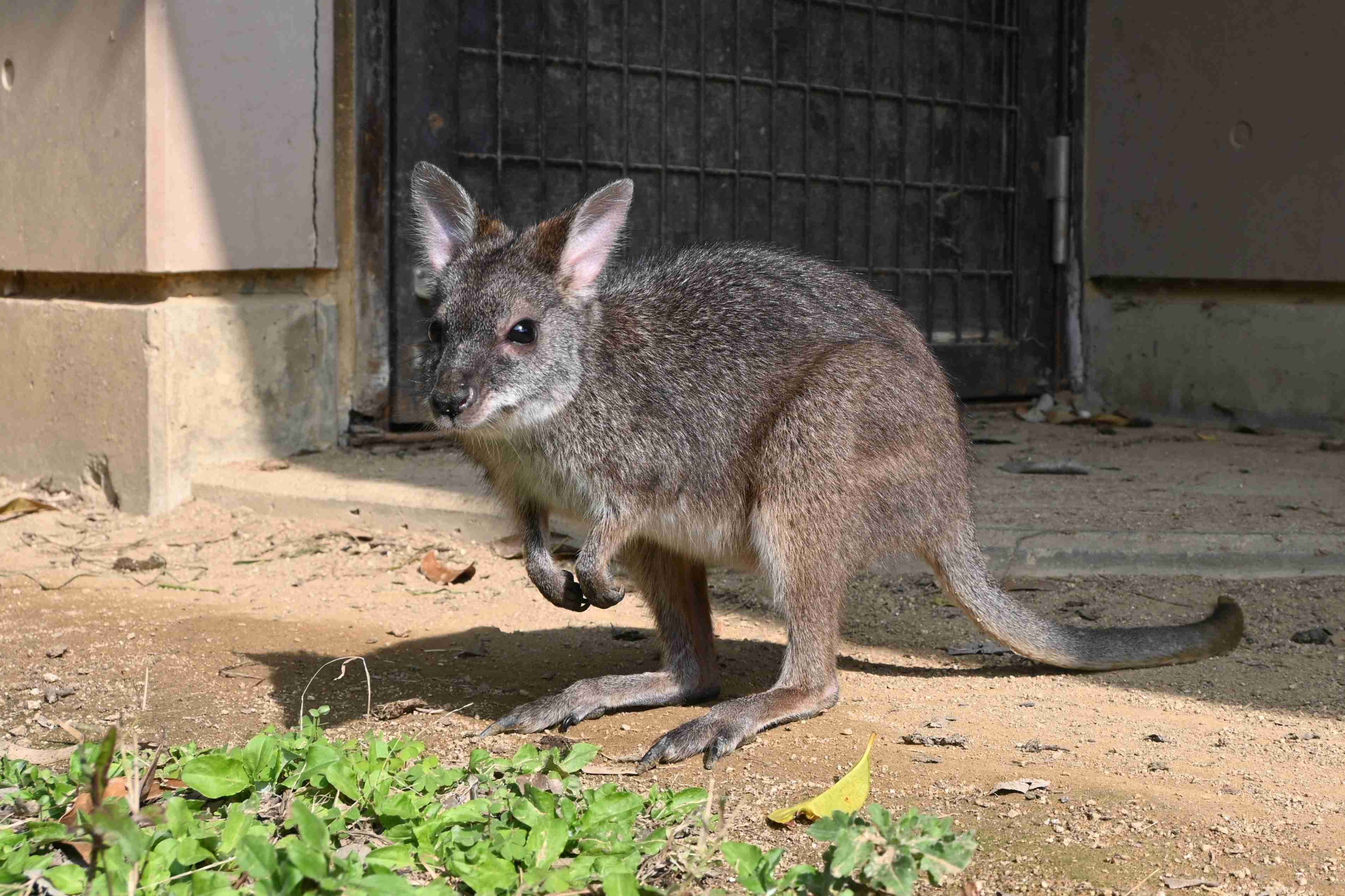 【動物園・水族館】好きな生き物を教えて