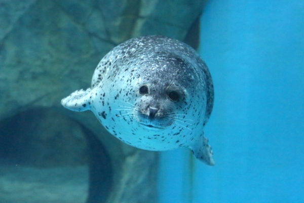 【動物園・水族館】好きな生き物を教えて
