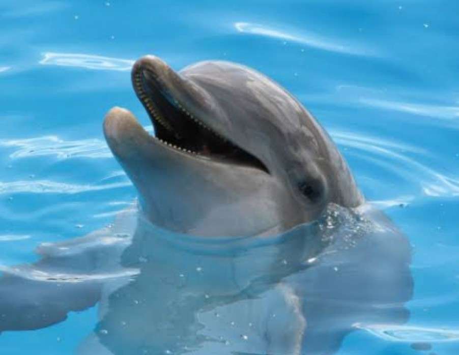 【動物園・水族館】好きな生き物を教えて