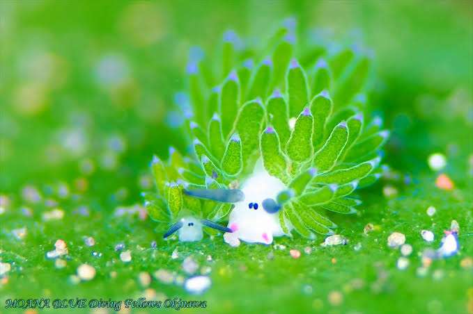 【動物園・水族館】好きな生き物を教えて