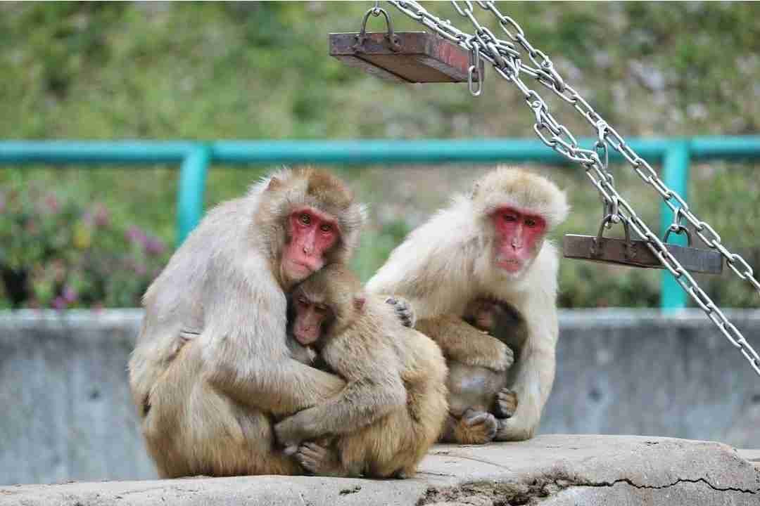 【動物園・水族館】好きな生き物を教えて