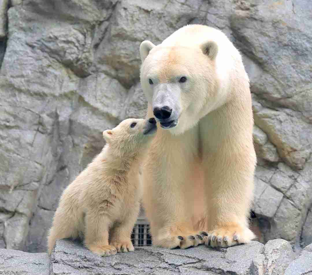 【動物園・水族館】好きな生き物を教えて