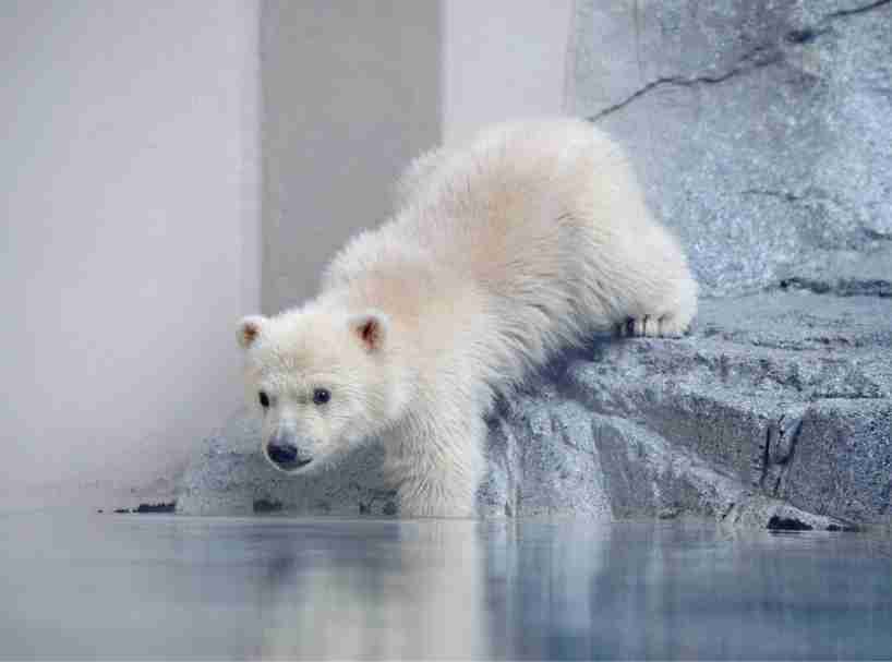 【動物園・水族館】好きな生き物を教えて