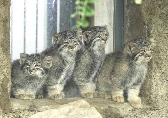 【動物園・水族館】好きな生き物を教えて