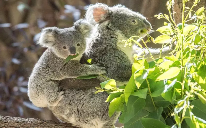 【動物園・水族館】好きな生き物を教えて