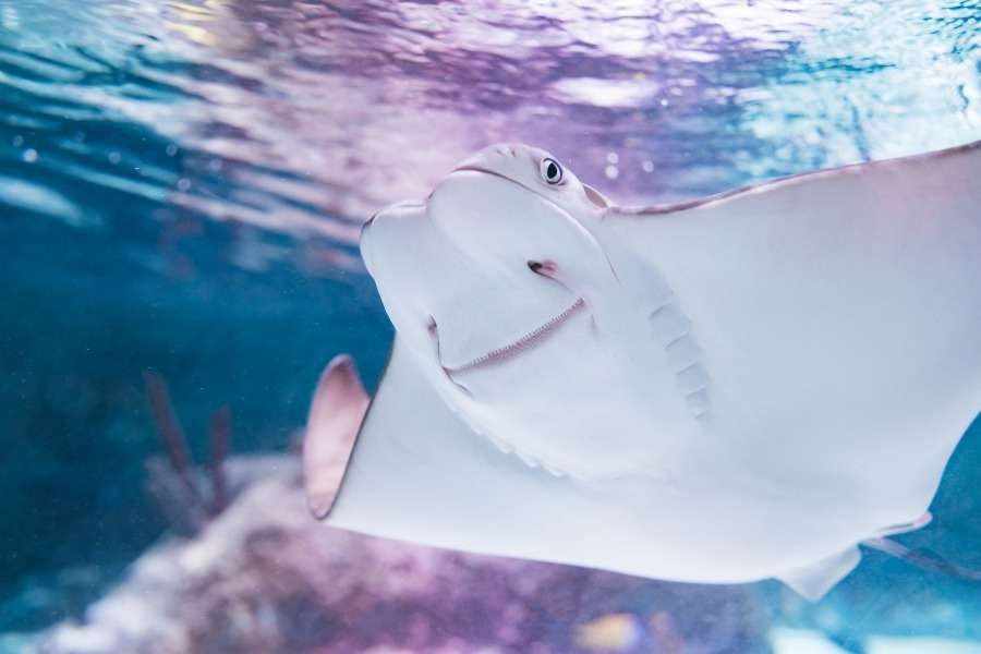 【動物園・水族館】好きな生き物を教えて