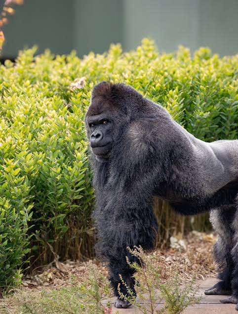 【動物園・水族館】好きな生き物を教えて