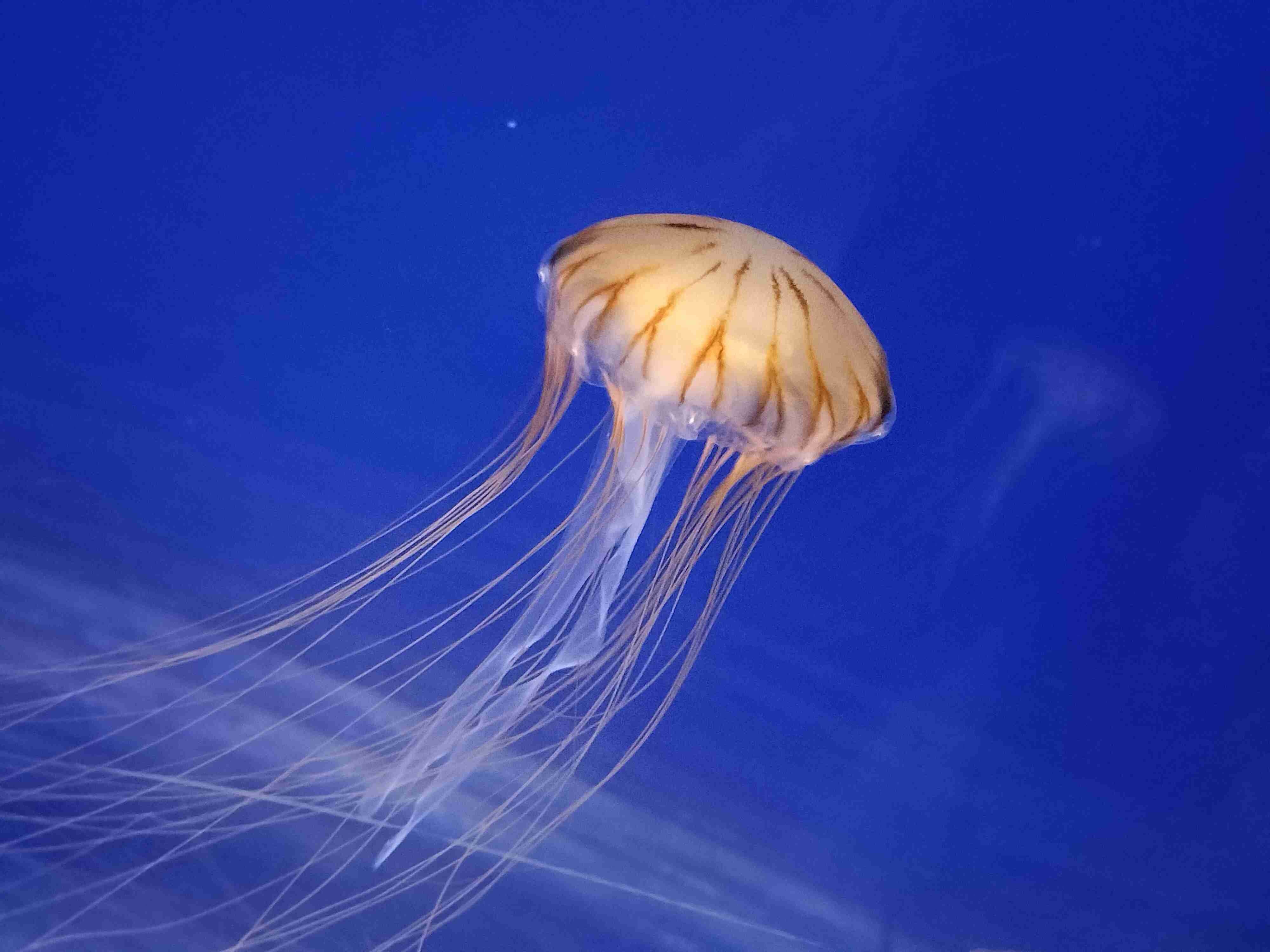 【動物園・水族館】好きな生き物を教えて