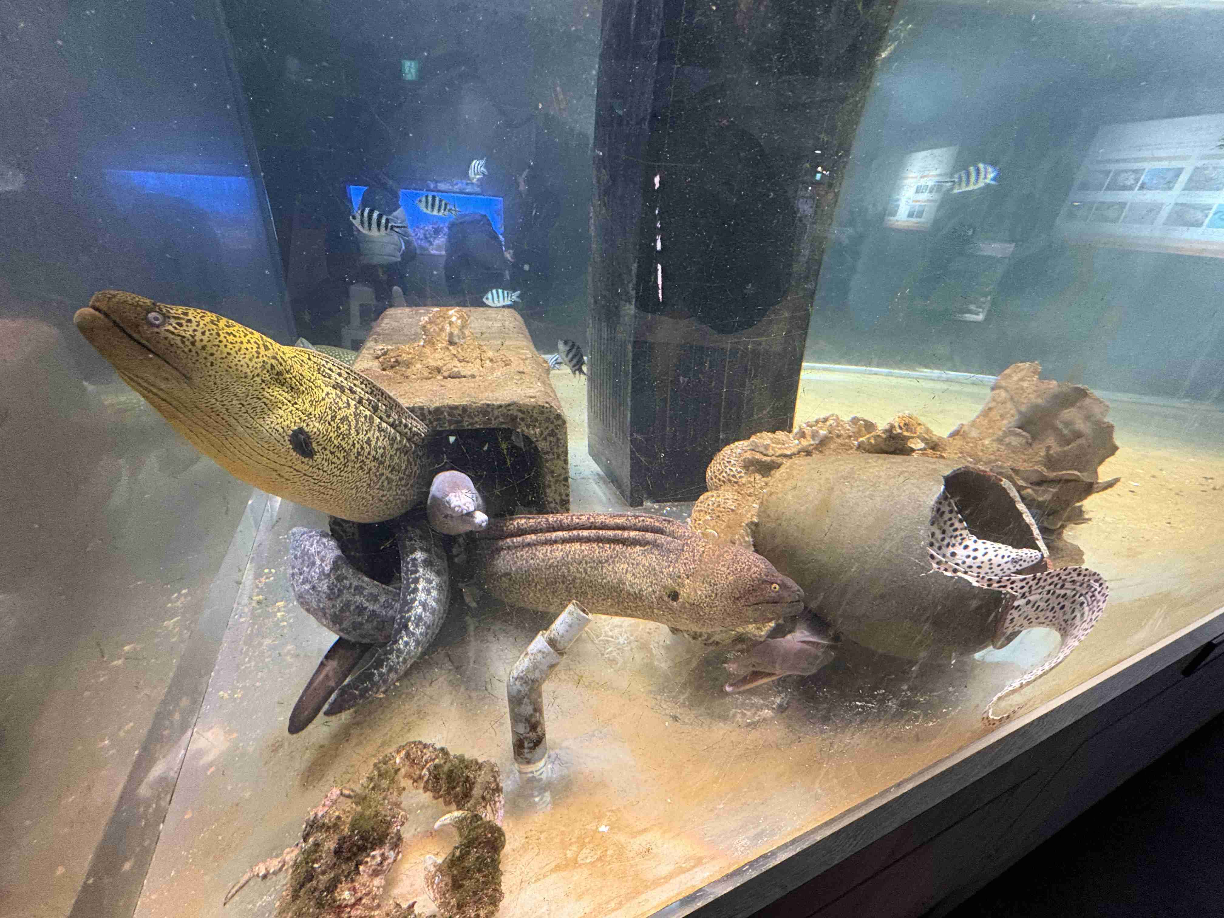 【動物園・水族館】好きな生き物を教えて