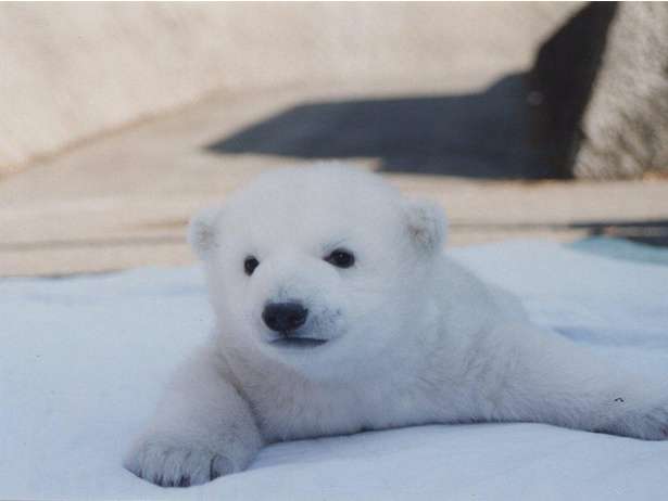 【動物園・水族館】好きな生き物を教えて