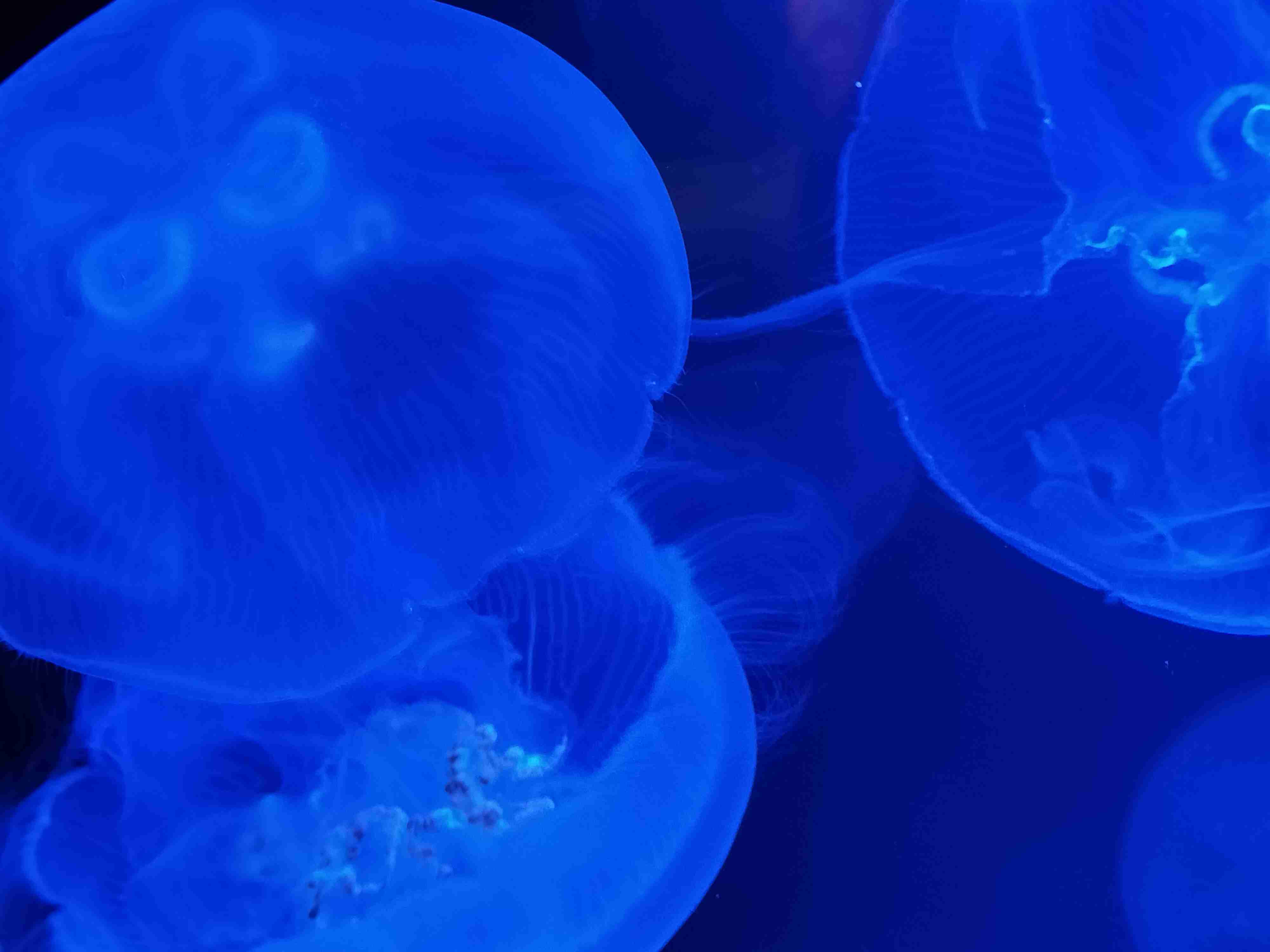 【動物園・水族館】好きな生き物を教えて