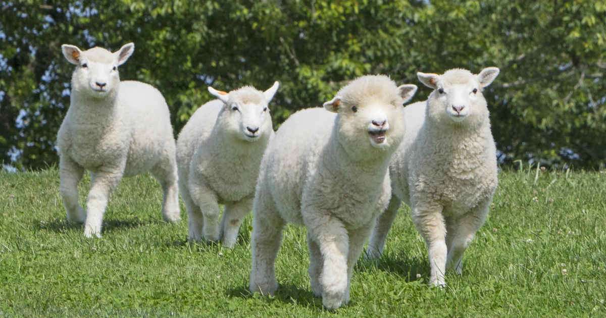 【動物園・水族館】好きな生き物を教えて