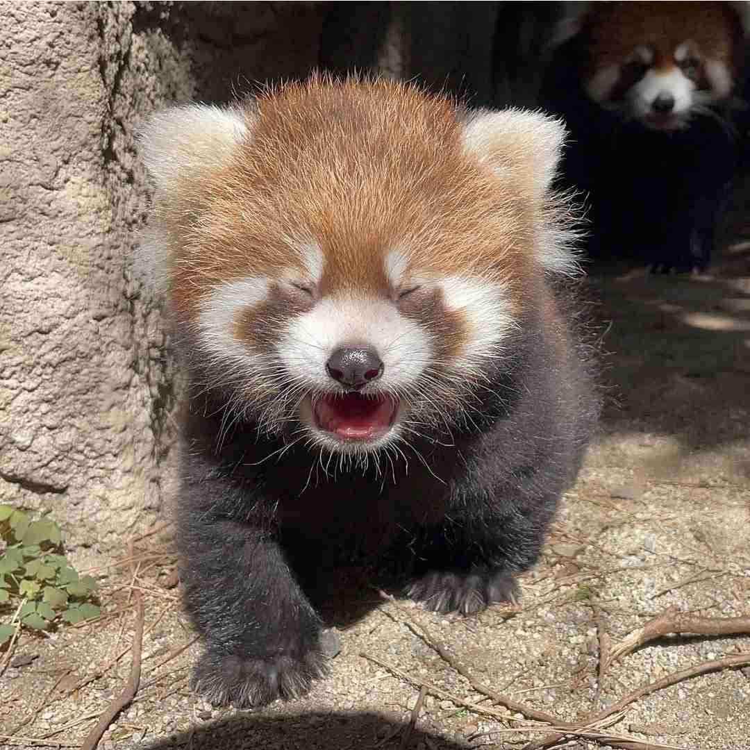 【動物園・水族館】好きな生き物を教えて
