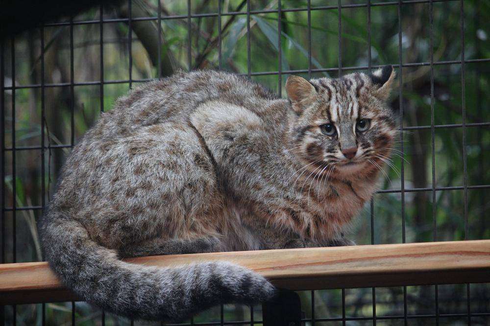 【動物園・水族館】好きな生き物を教えて