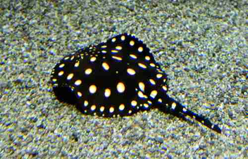 【動物園・水族館】好きな生き物を教えて