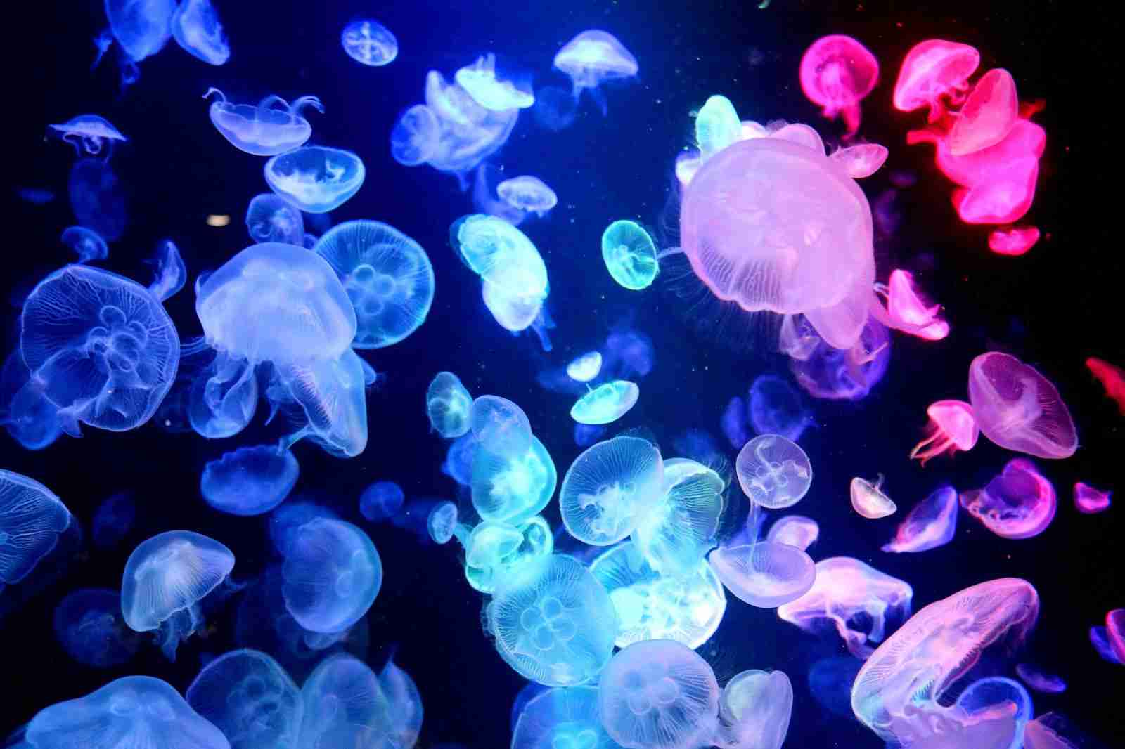 【動物園・水族館】好きな生き物を教えて