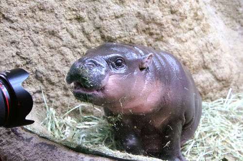 【動物園・水族館】好きな生き物を教えて