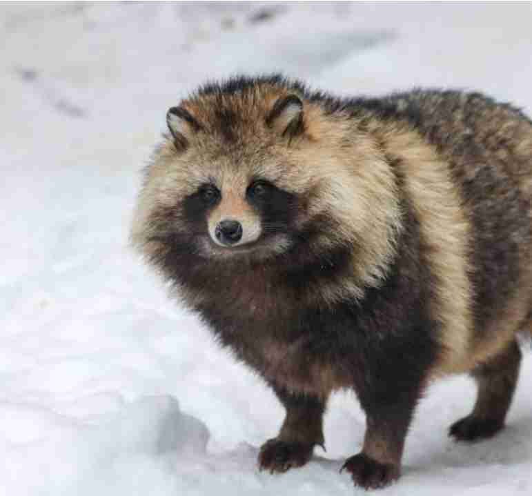 【動物園・水族館】好きな生き物を教えて